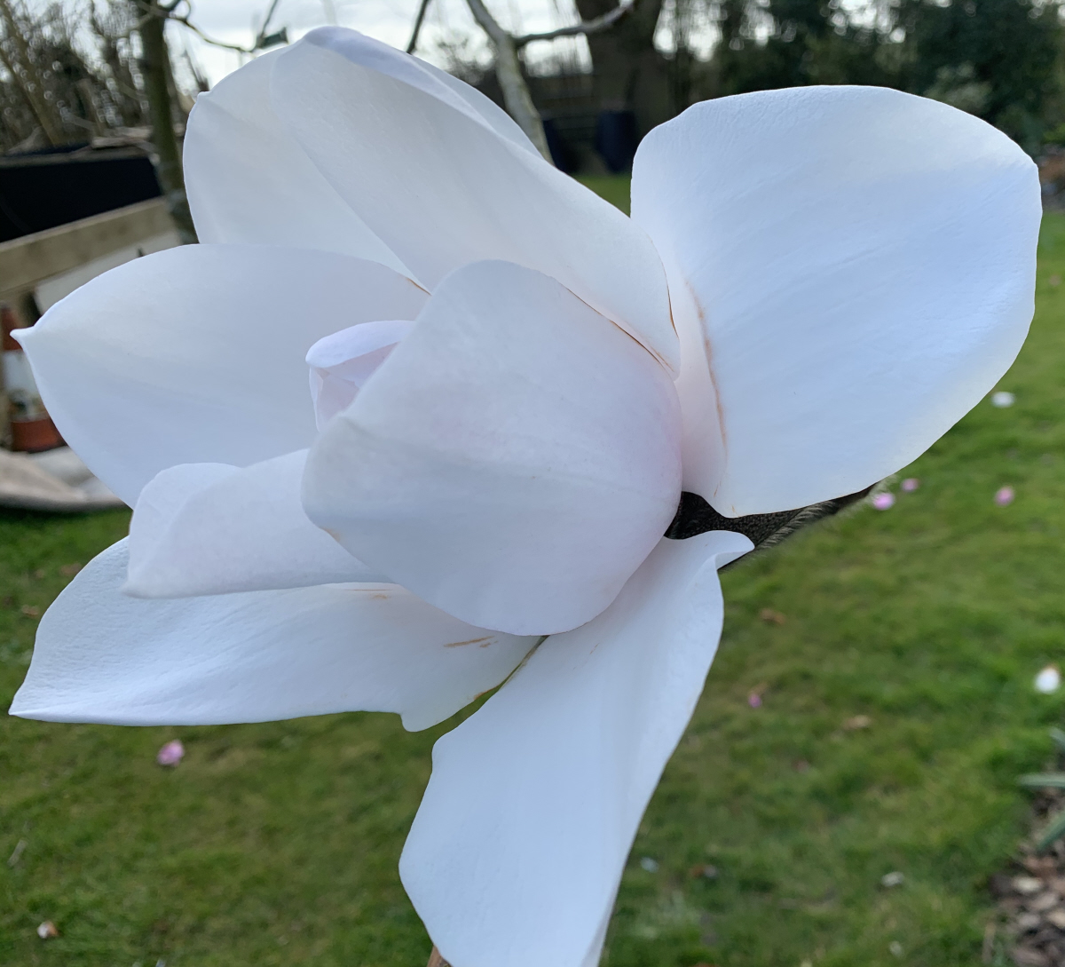 campbellii var alba Maharanee